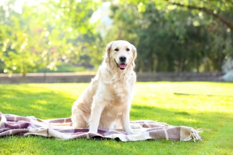 How to Prepare Your Home for a New Pet – Checklist for First-Time Owners