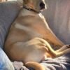 Good home wanted for bear
