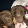 Gorgeous brown puppies for sale